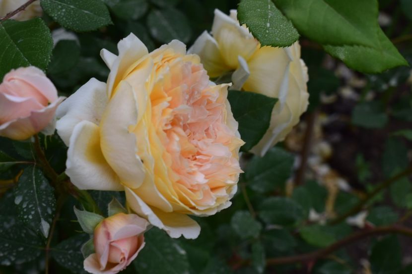  - Crown Princess Margaret