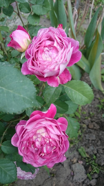 Reine Sammut - Gradina si trandafirii 2018 - II Iunie