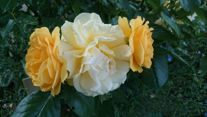 Julia Child - Gradina si trandafirii 2018 - II Iunie