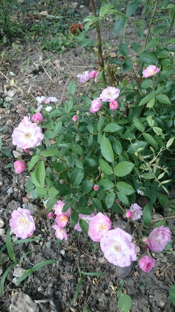Haevenly Pink - Gradina si trandafirii 2018 - II Iunie