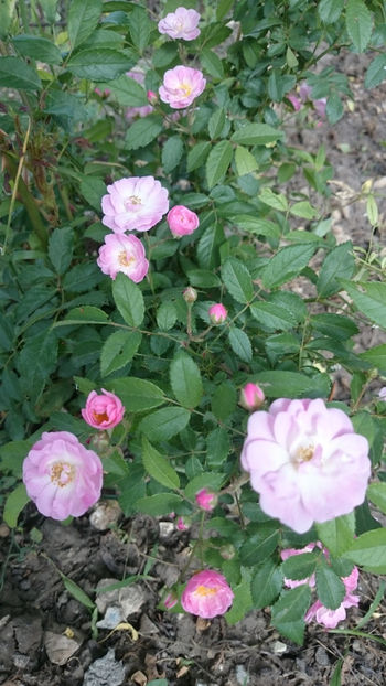 Haevenly Pink - Gradina si trandafirii 2018 - II Iunie