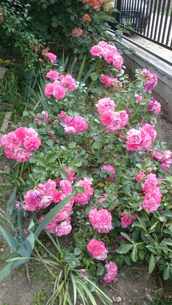 Rosarium Uetersen - Gradina si trandafirii 2018 - II Iunie