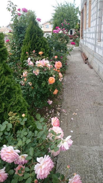  - Gradina si trandafirii 2018 - II Iunie