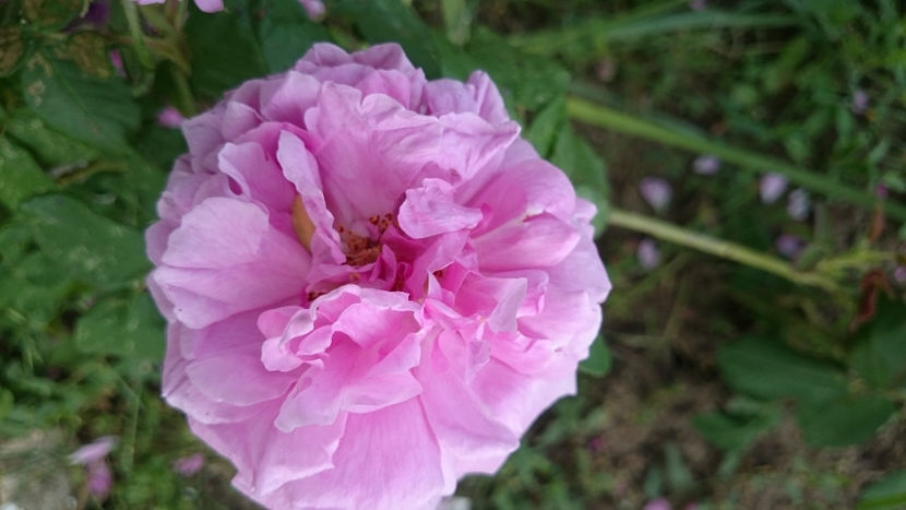 Comte de Chambord - Gradina si trandafirii 2018 - II Iunie