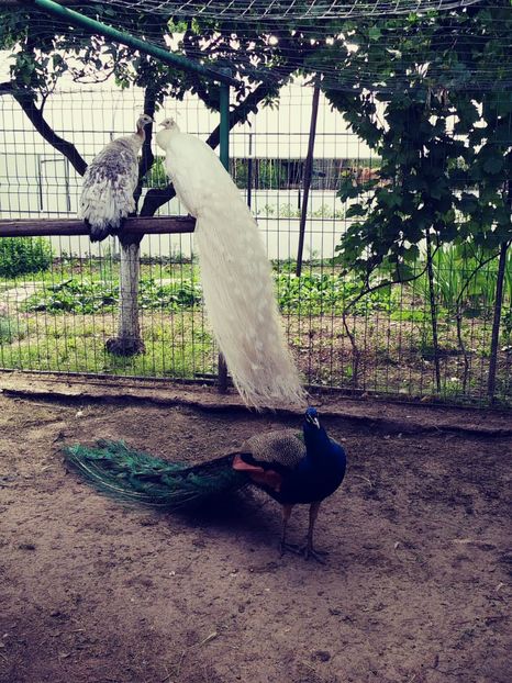 20180522_100213_Film1 - Pauni