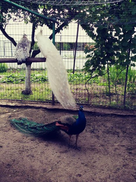 20180522_100217_Film1 - Pauni