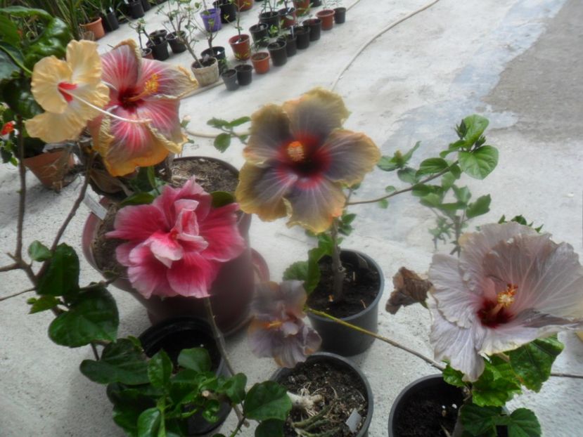  - hibiscusi 2018 1