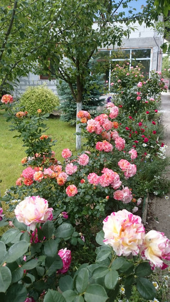  - Gradina si trandafirii 2018 - II Iunie