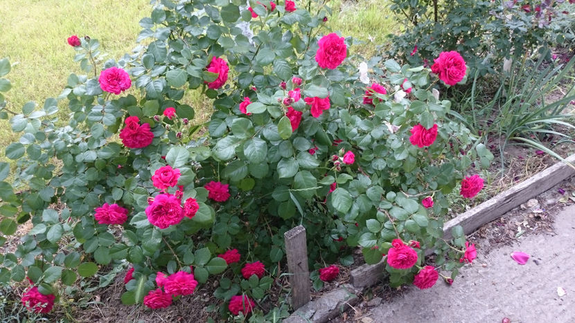 Red Leonardo da Vinci - Gradina si trandafirii 2018 - II Iunie