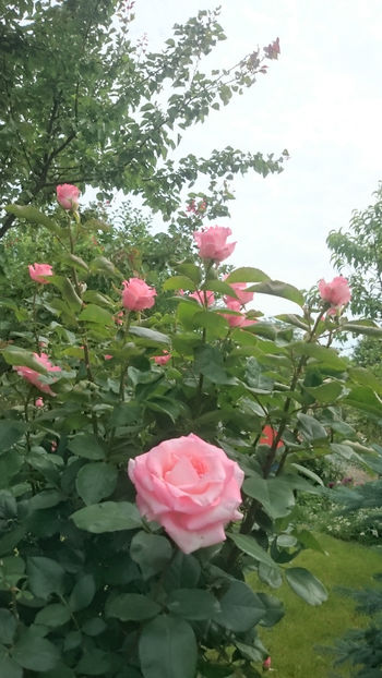 Tom Tom - Gradina si trandafirii 2018 - II Iunie
