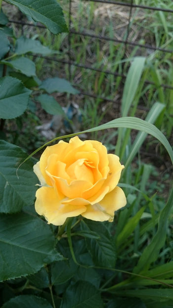 Gold Reef - Gradina si trandafirii 2018 - II Iunie