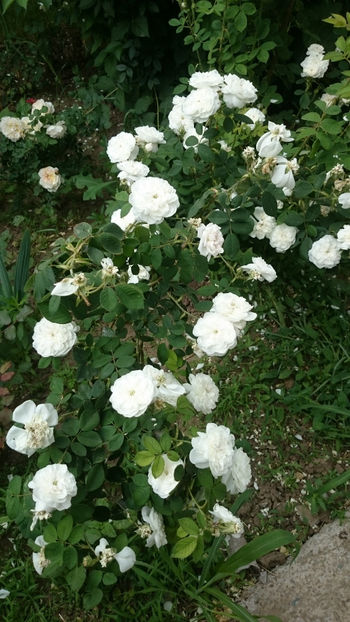 Madame Hardy - Gradina si trandafirii 2018 - II Iunie