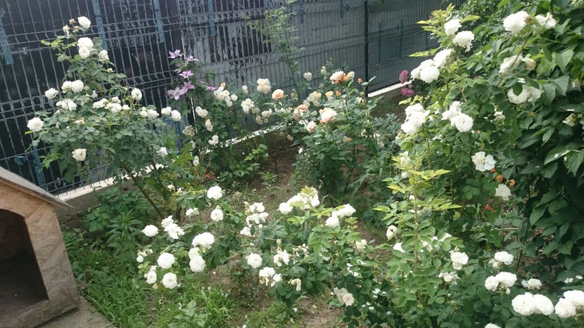  - Gradina si trandafirii 2018 - II Iunie