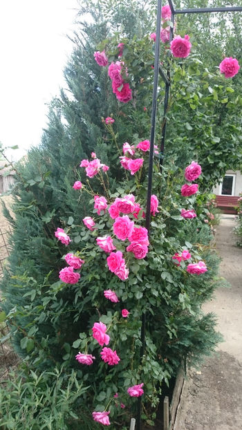 Coral Dawn - Gradina si trandafirii 2018 - II Iunie