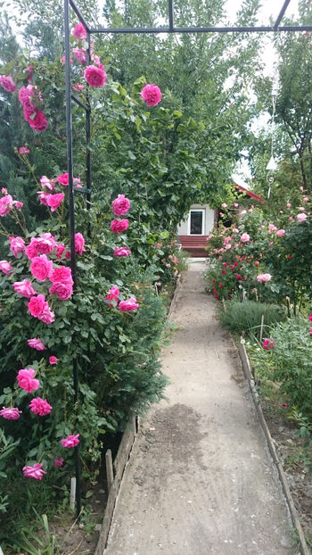 - Gradina si trandafirii 2018 - II Iunie