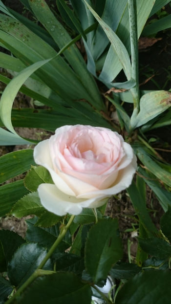 Eden Rose - Gradina si trandafirii 2018 - II Iunie