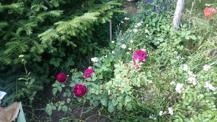  - Gradina si trandafirii 2018 - II Iunie