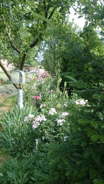 2 iunie 2018 429 - Gradina si trandafirii 2018 - II Iunie