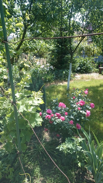 2 iunie 2018 437 - Gradina si trandafirii 2018 - II Iunie