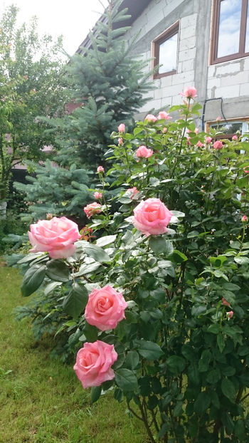 Tom Tom - Gradina si trandafirii 2018 - II Iunie