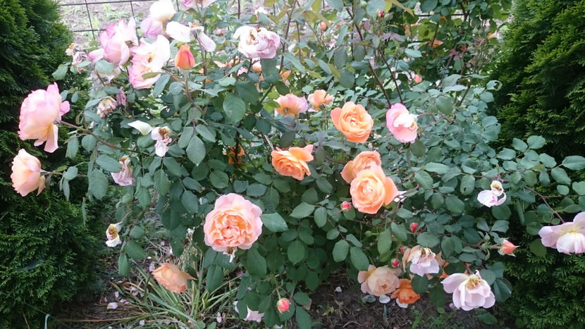 Lady Emma Hamilton - Gradina si trandafirii 2018 - II Iunie