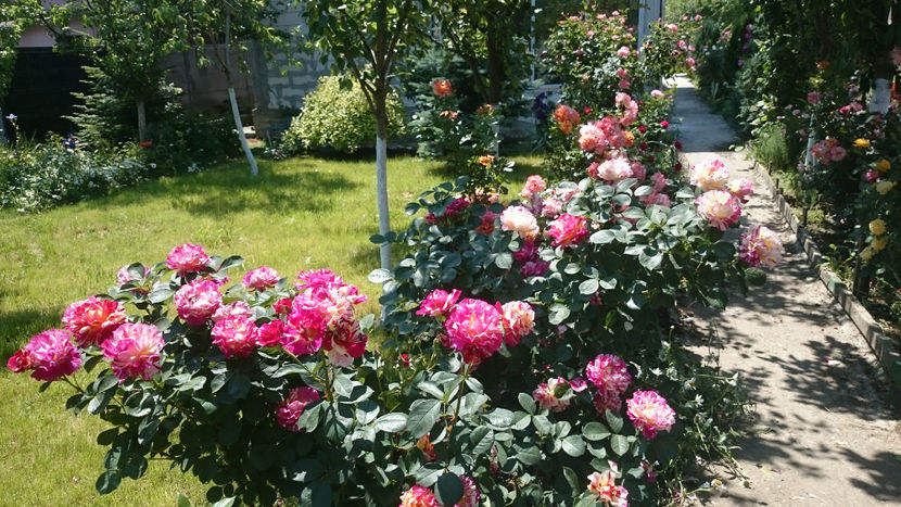  - Gradina si trandafirii 2018 - II Iunie