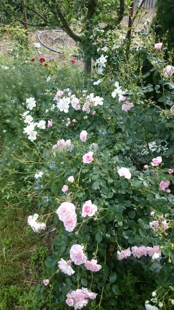Fairy - Gradina si trandafirii 2018 - II Iunie