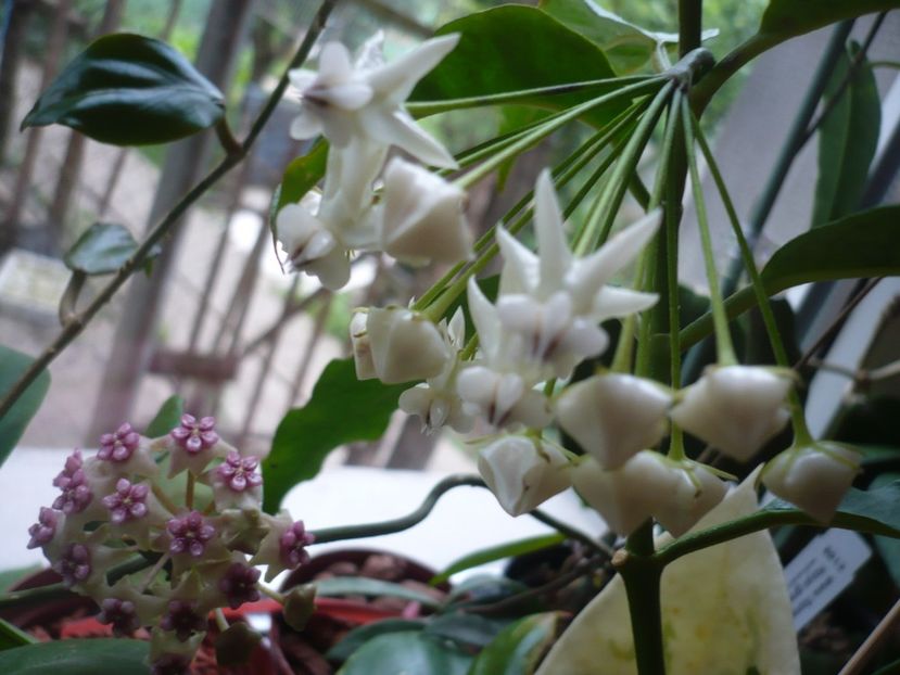 04.06.2018 - HOYA 2018-1