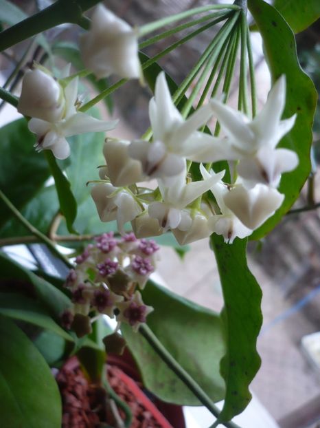 P1370741 - HOYA 2018-1