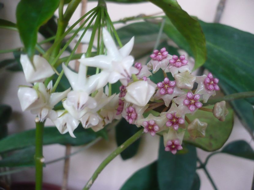 P1370743 - HOYA 2018-1