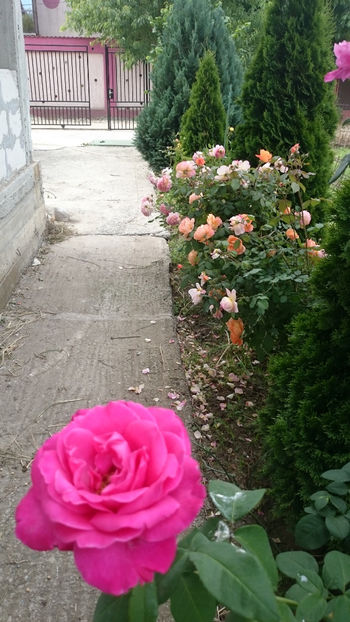 Caprice de Meilland - Gradina si trandafirii 2018 - II Iunie