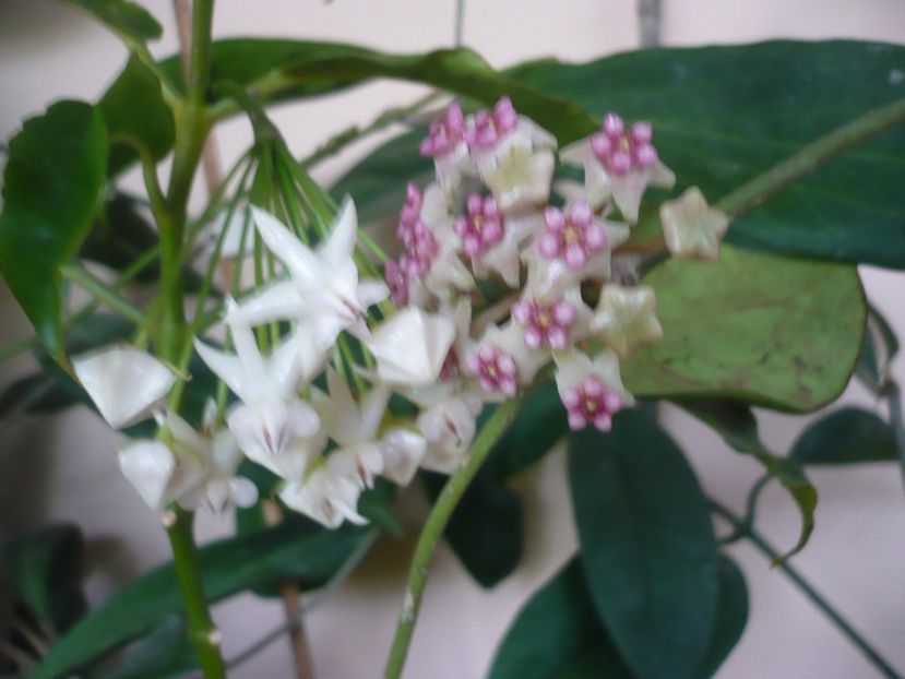 P1370747 - HOYA 2018-1