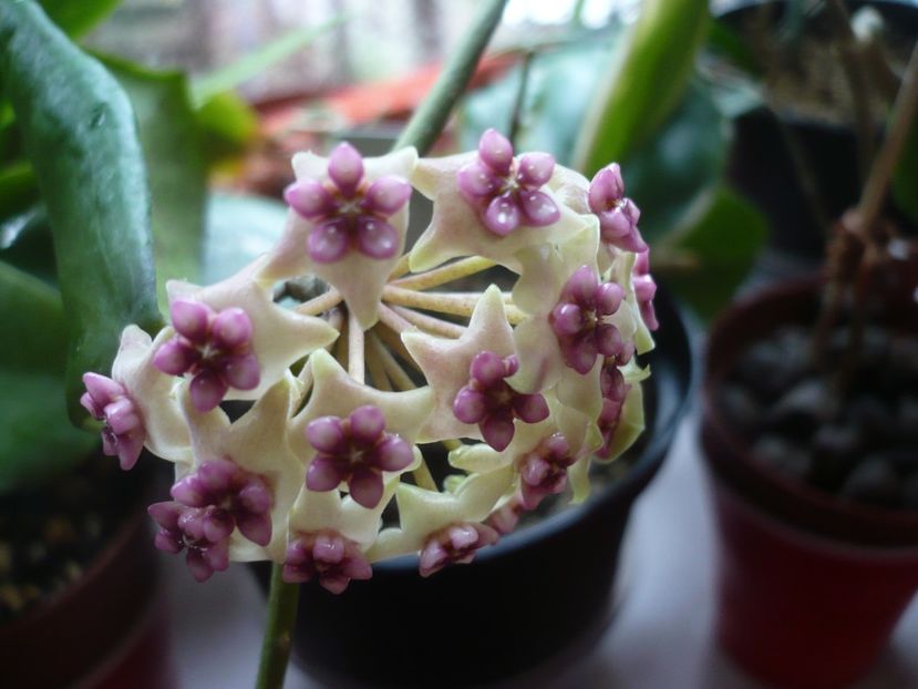 P1370753 - HOYA 2018-1