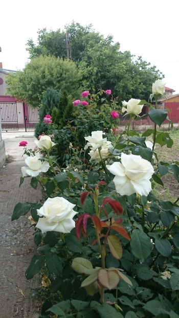  - Gradina si trandafirii 2018 - II Iunie
