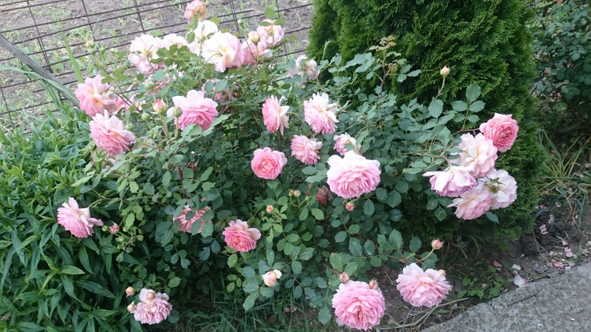  - Gradina si trandafirii 2018 - II Iunie