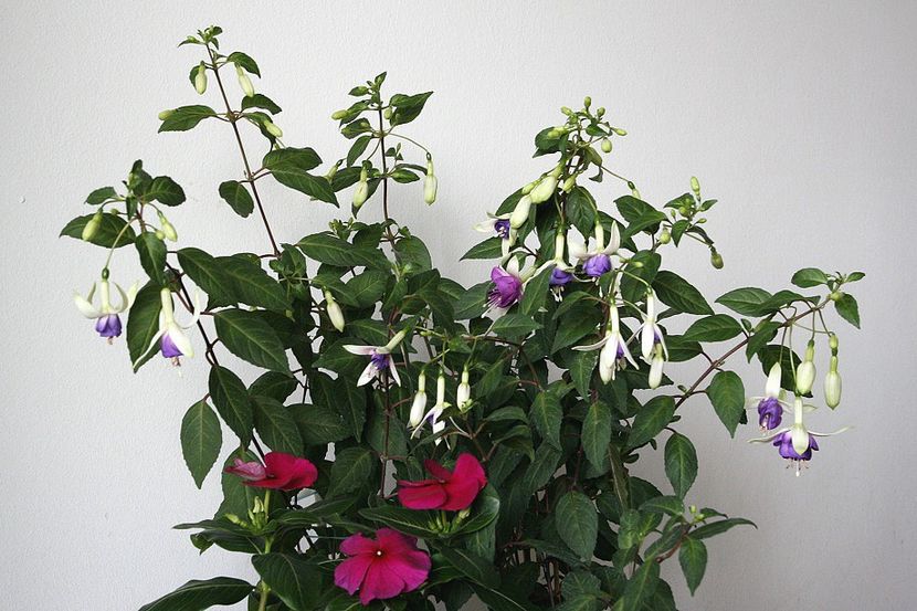 04.06.18 - 02 Fuchsia