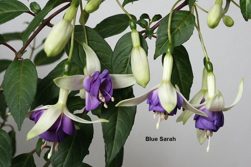 04.06.18 - 02 Fuchsia