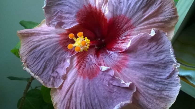  - SEA OF TRANQUILITY X GATOR PRIDE X FIFTH DIMENSION