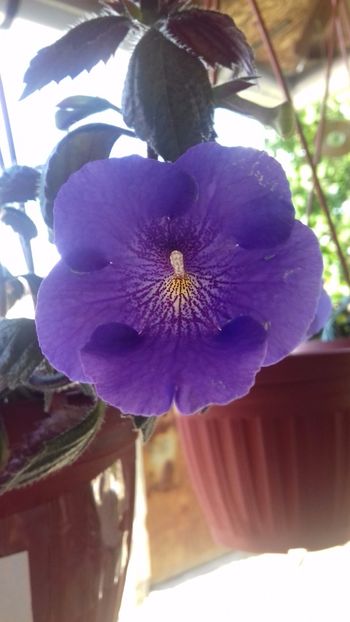 serge's revelation - Serges Revelation -gabi gligor