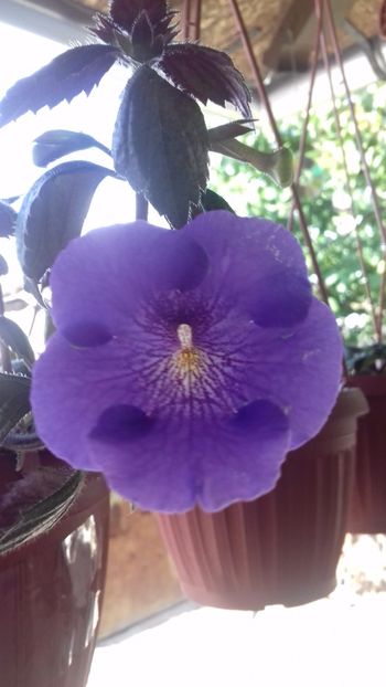 serges revelation - Serges Revelation -gabi gligor