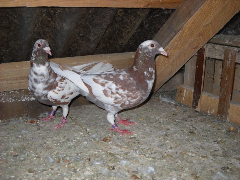 PER.2 - PORUMBEI VANDUTI