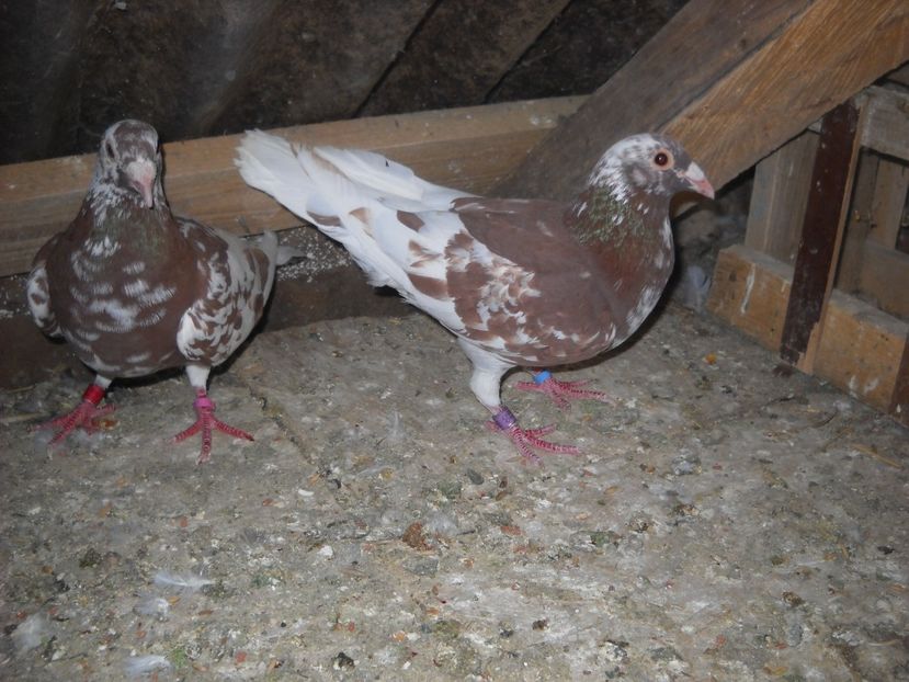 PER.3 - PORUMBEI VANDUTI