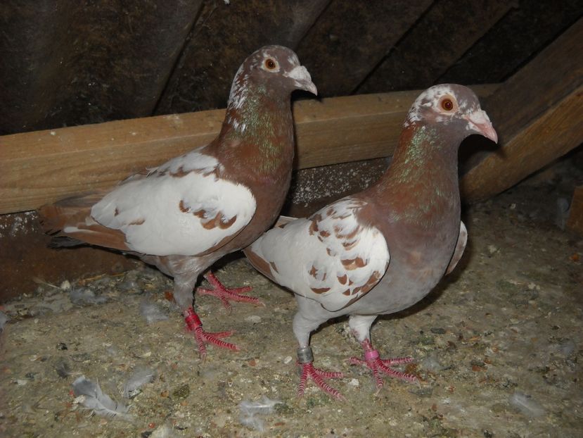 PER.4 - PORUMBEI VANDUTI