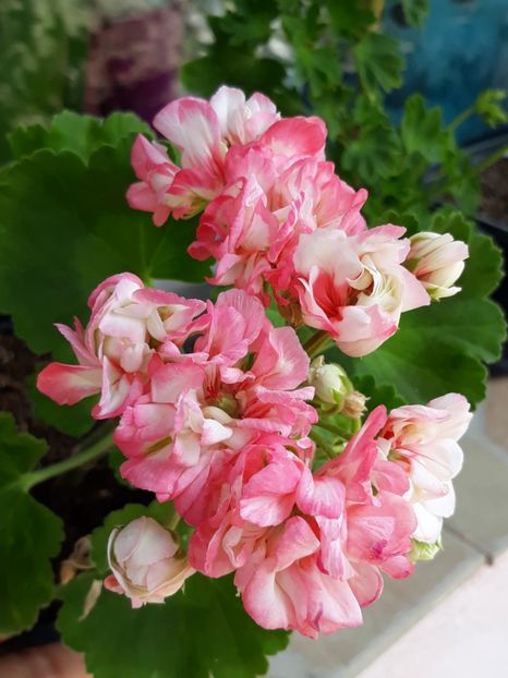  - Appleblossum fishers