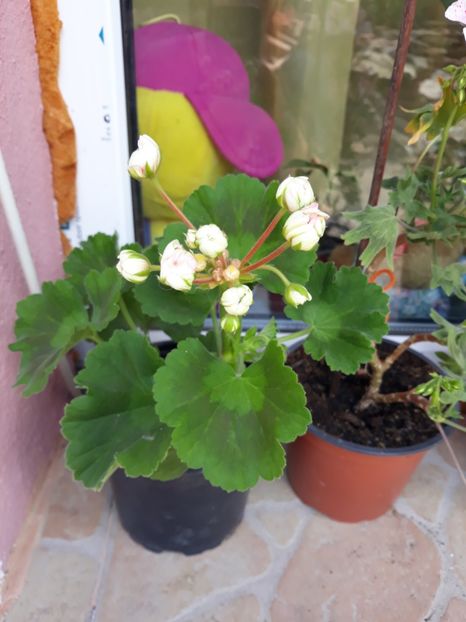  - Appleblossum fishers