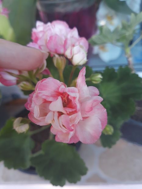  - Appleblossum fishers