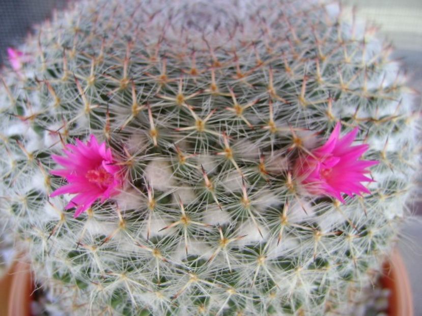 Mammillaria hahniana - Cactusi 2018 bis