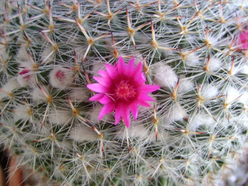 Mammillaria hahniana - Cactusi 2018 bis
