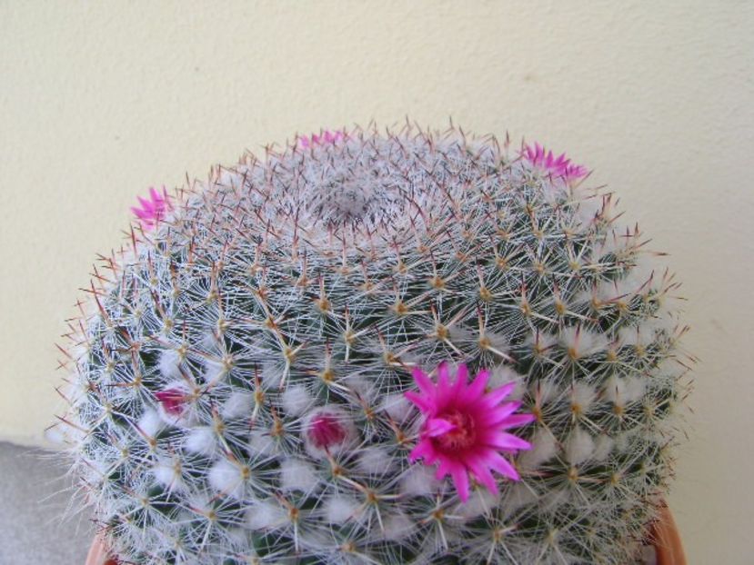 Mammillaria hahniana - Cactusi 2018 bis