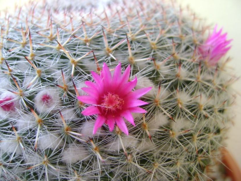 Mammillaria hahniana - Cactusi 2018 bis